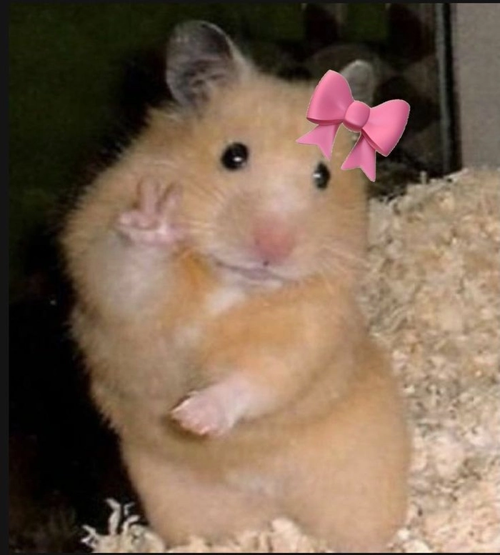 Meme chuột Hamster hài hước cực lầy
