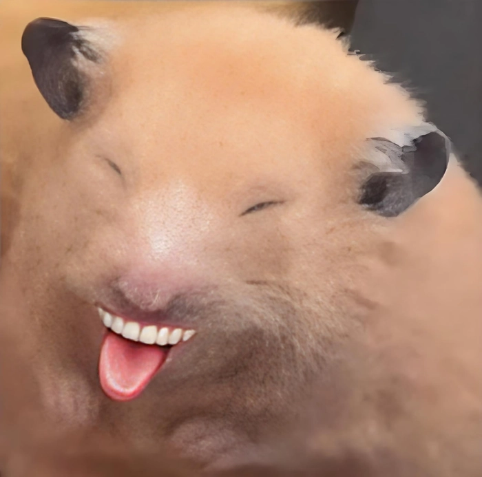 Meme chuột Hamster hài hước lan truyền