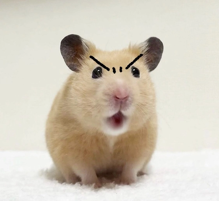 Meme chuột Hamster hài khó nhịn cười