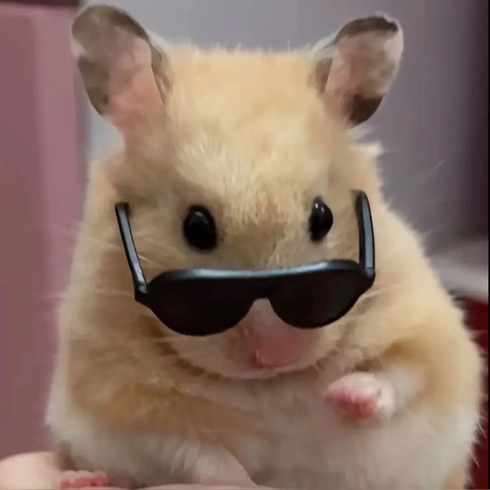 Meme chuột Hamster hài troll cực chất