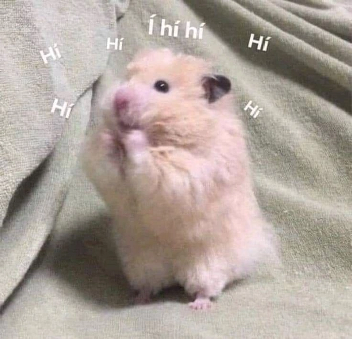 Meme chuột Hamster khóc biểu cảm dễ thương