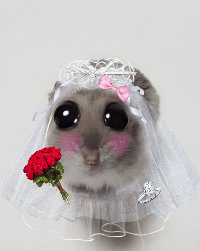 Meme chuột Hamster khóc hài hước