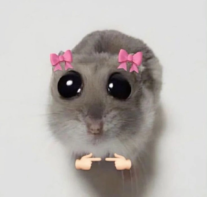 Meme chuột Hamster troll cực bựa