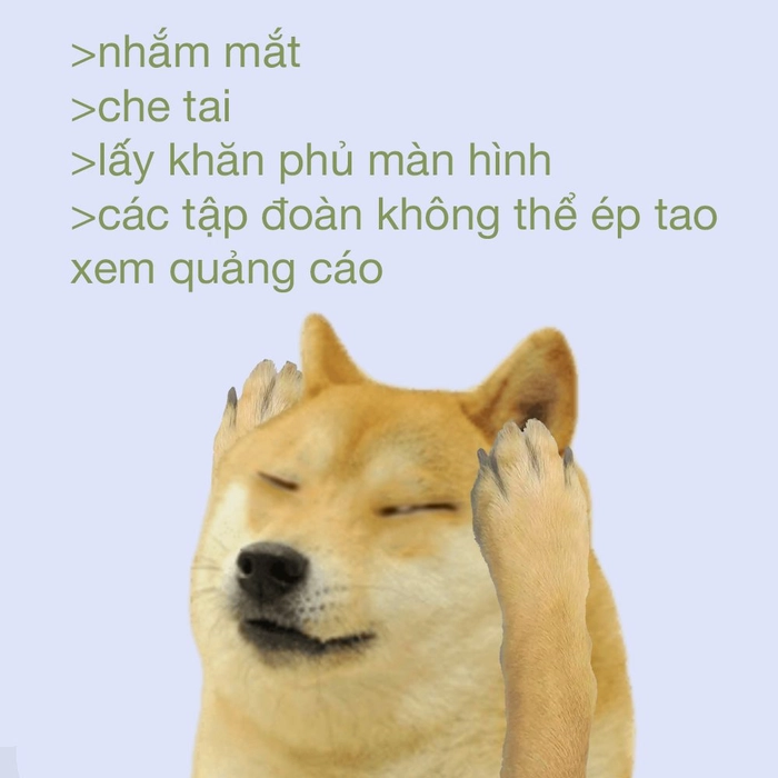 Meme con chó màu vàng bá đạo