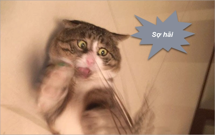 Meme con mèo sợ hãi cực ngầu hài hước