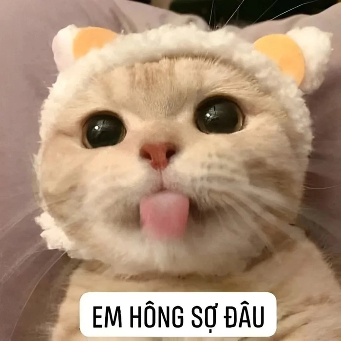 Meme con mèo sợ hãi cười nghiêng ngả