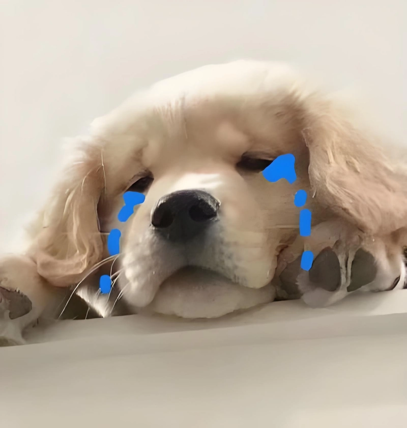 Meme đáng yêu cực dễ thương