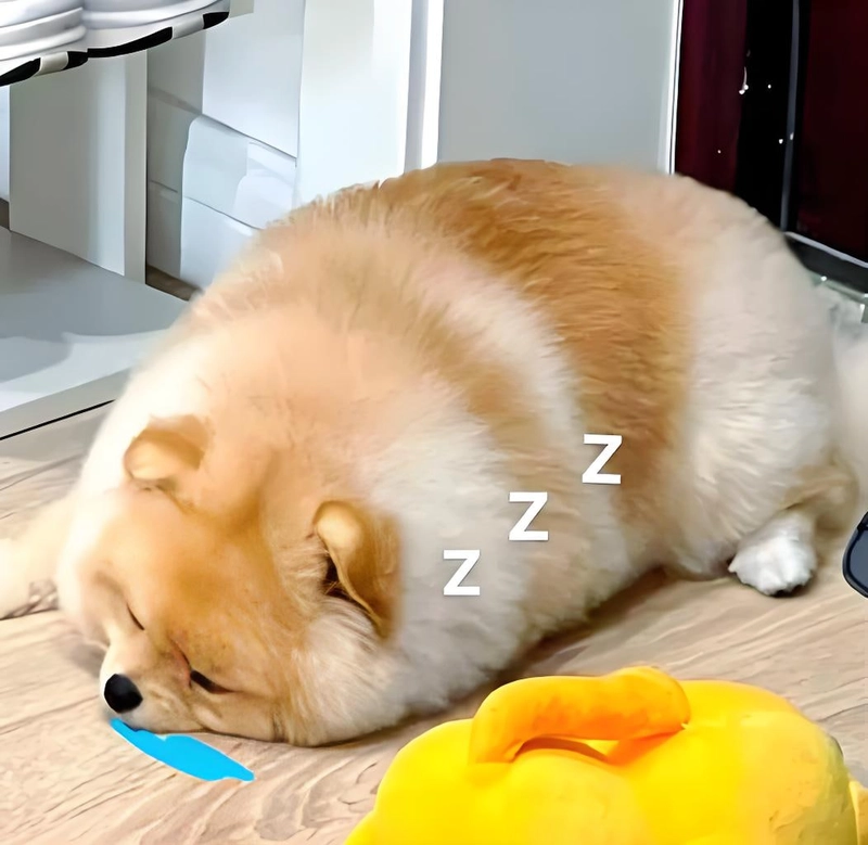 Meme đáng yêu cưng xỉu luôn