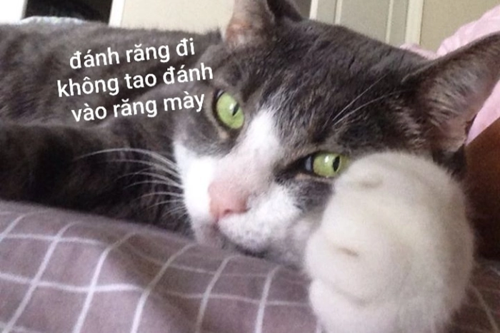 Meme đắp chăn đi ngủ bá đạo