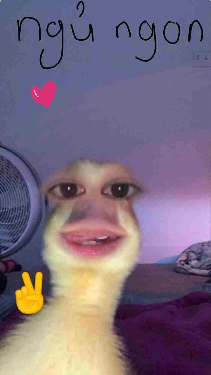 Meme mèo chúc ngủ ngon bá đạo