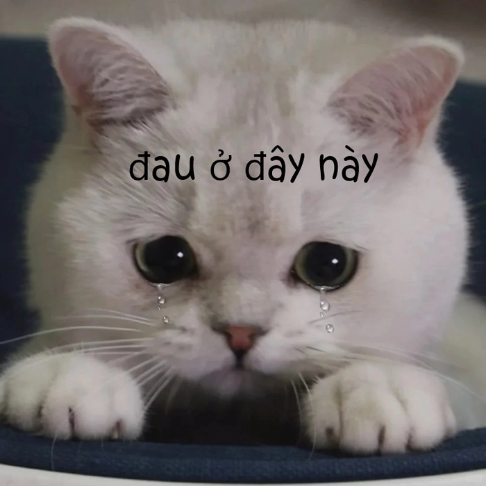 Meme mèo đau ở đây này buồn bã