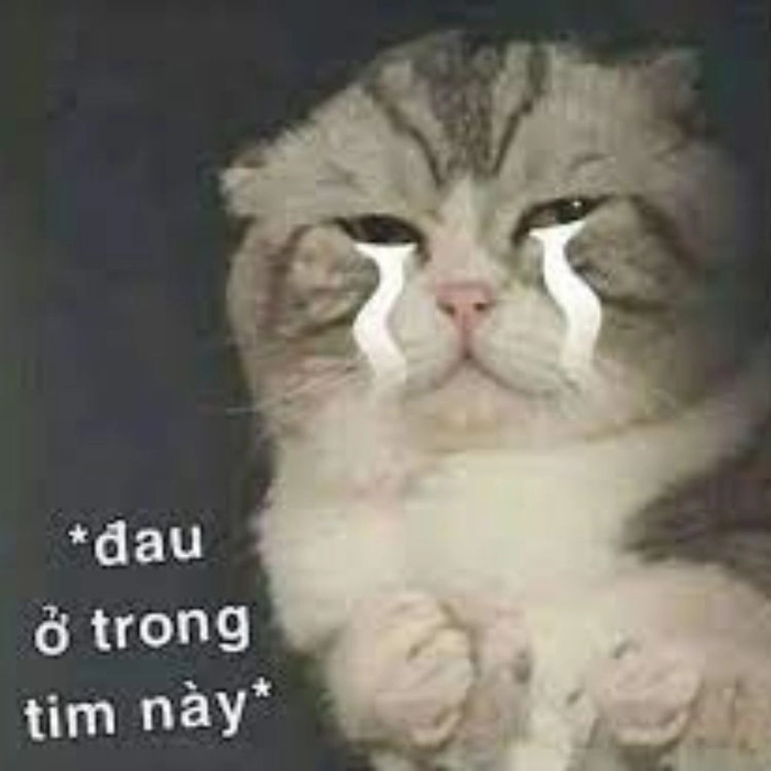 Meme mèo đau ở đây này gốc đáng yêu