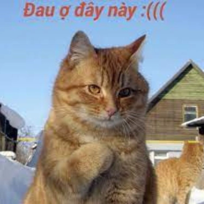Meme mèo đau ở đây này hài hước