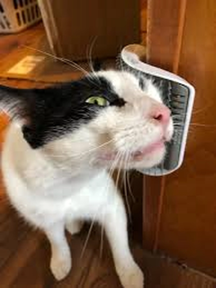 Meme mèo sợ hãi đáng yêu hài hước