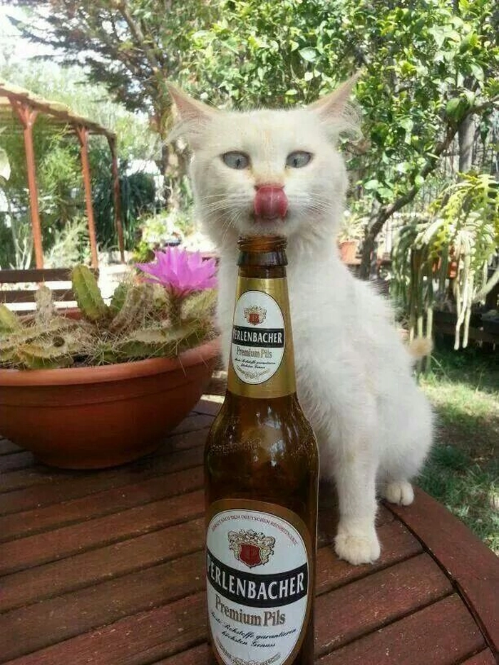Meme mèo uống bia chế cười xỉu