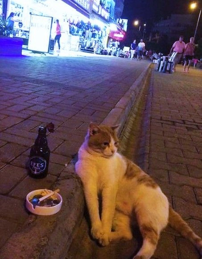 Meme mèo uống bia đáng yêu