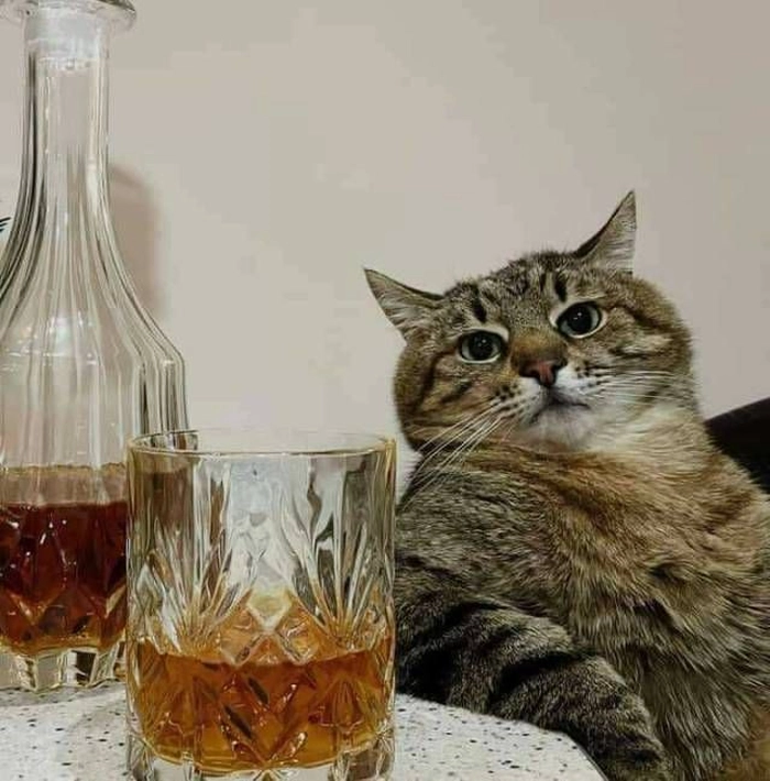 Meme mèo uống cafe bá đạo
