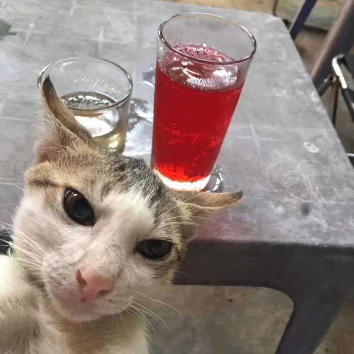 Meme mèo uống sting lầy lội