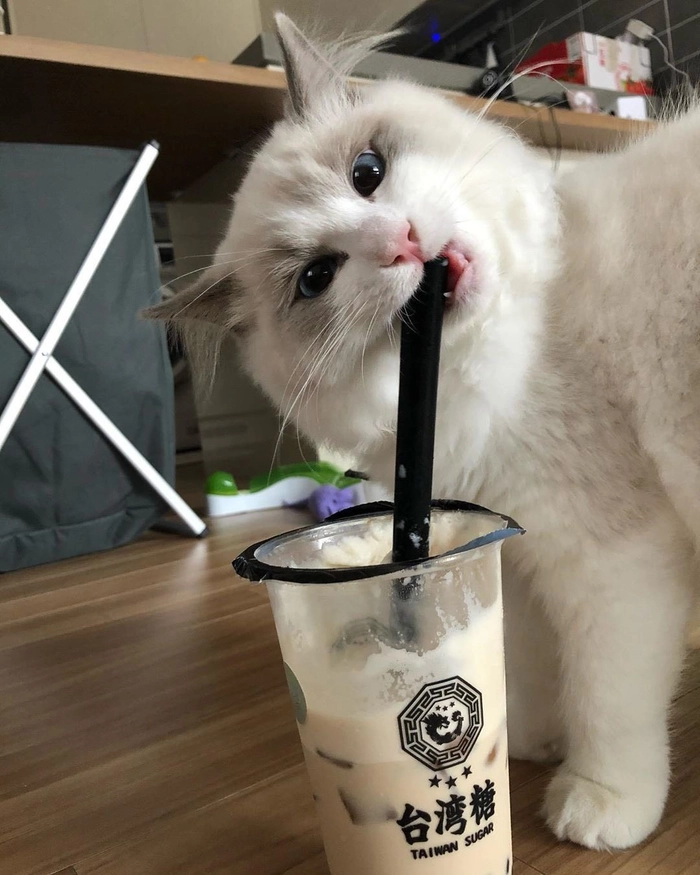 Meme mèo uống trà sữa cute