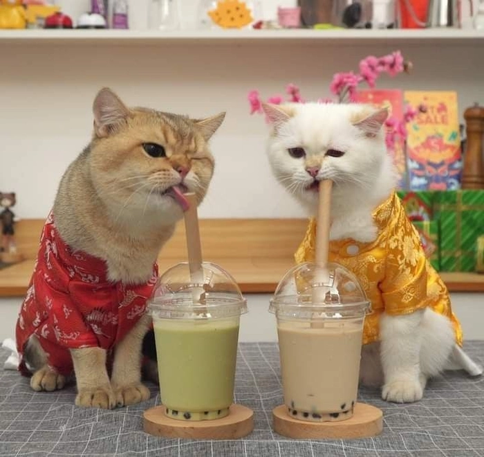Meme mèo uống trà sữa hài hước