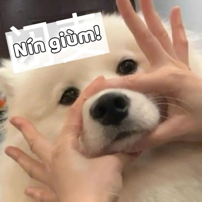 Meme nín hài khiến ai cũng thích