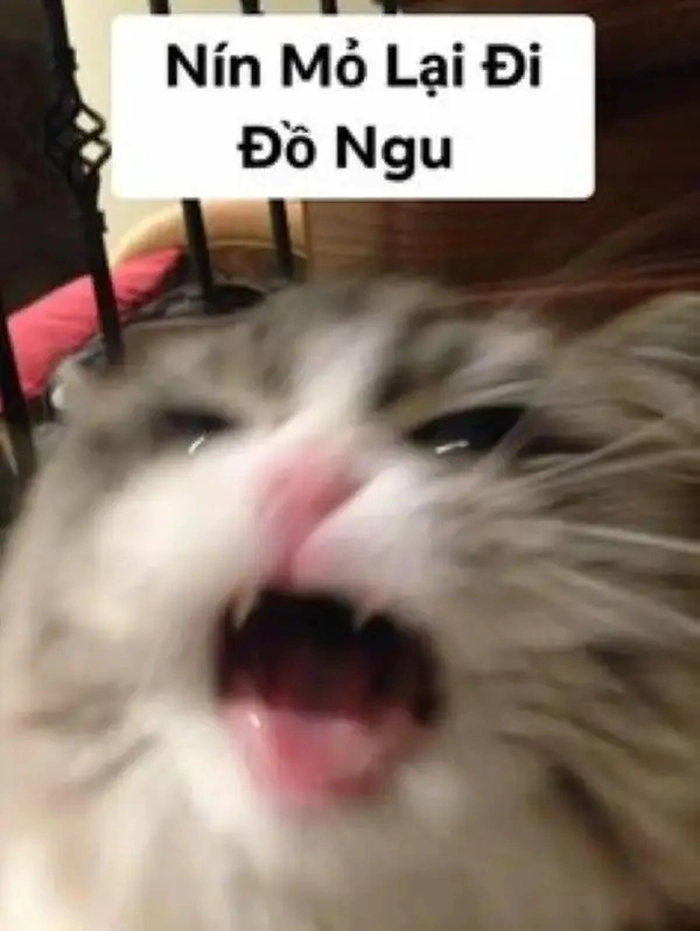 Meme nín mỏ hài duyên dáng