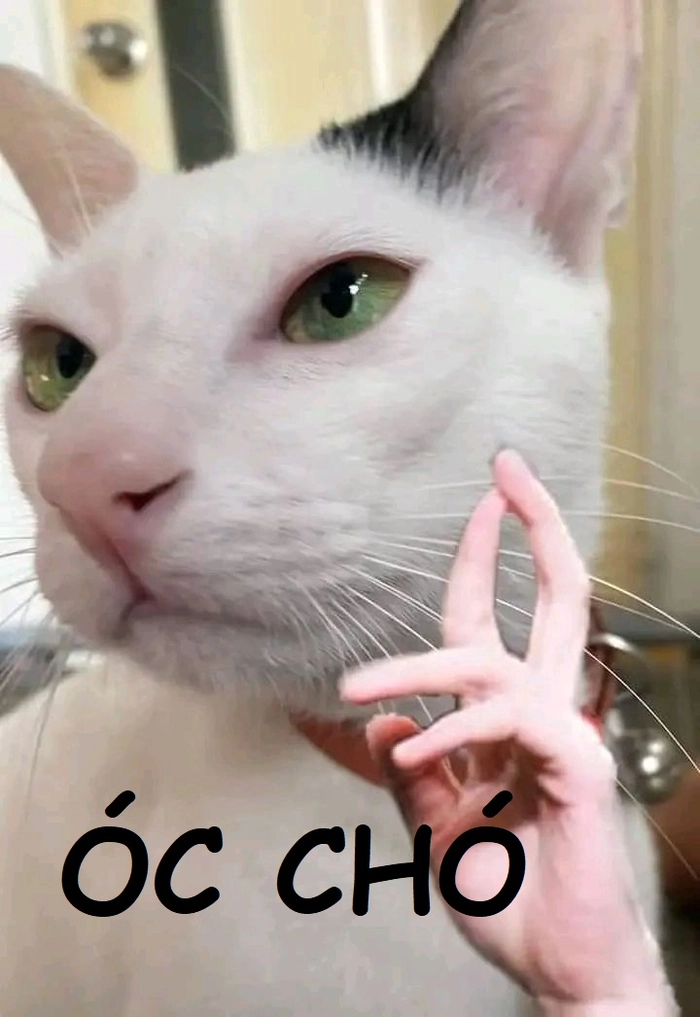 Meme óc chó chế troll lầy lội