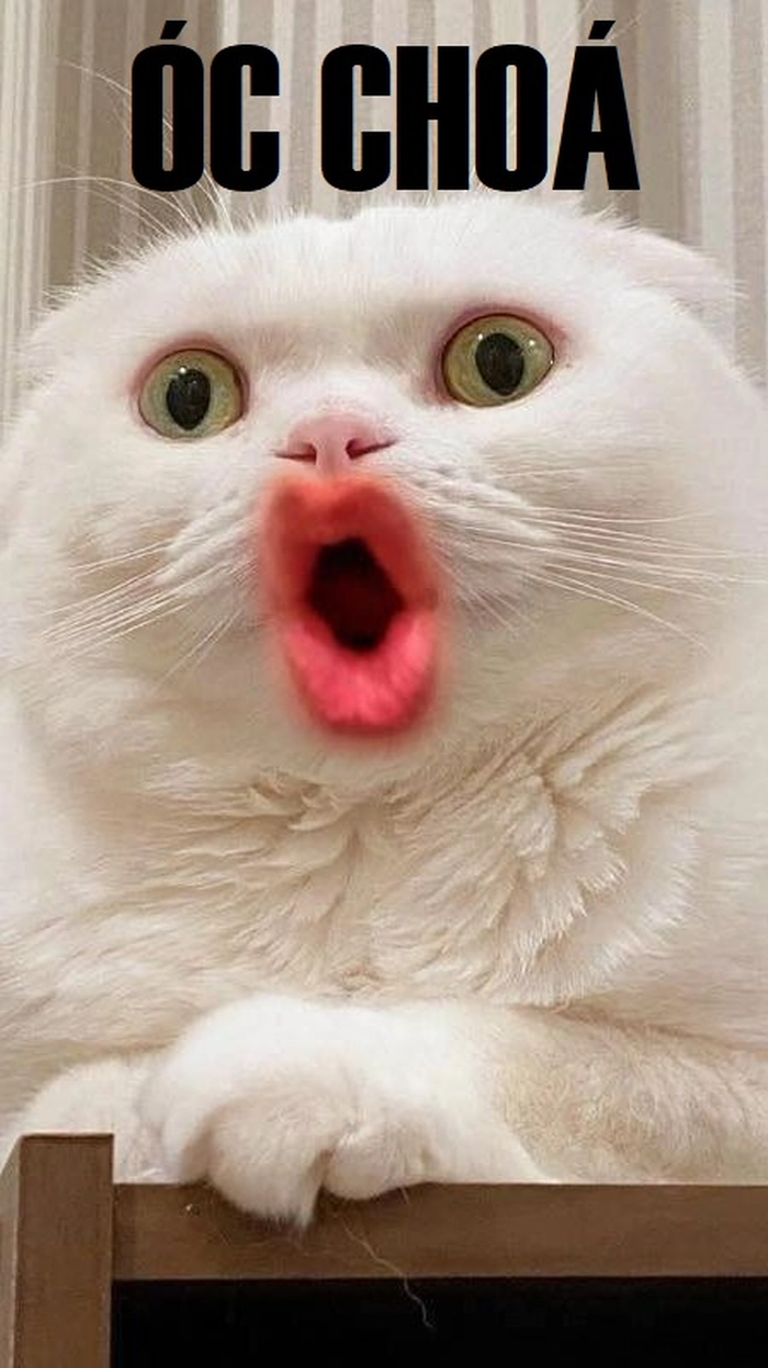 Meme óc chó vui nhộn chất chơi