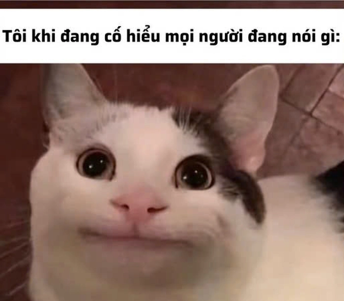 Meme quê vl cười ngất ngây