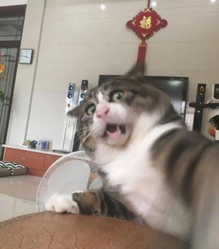 Meme sợ hãi cười ra nước mắt