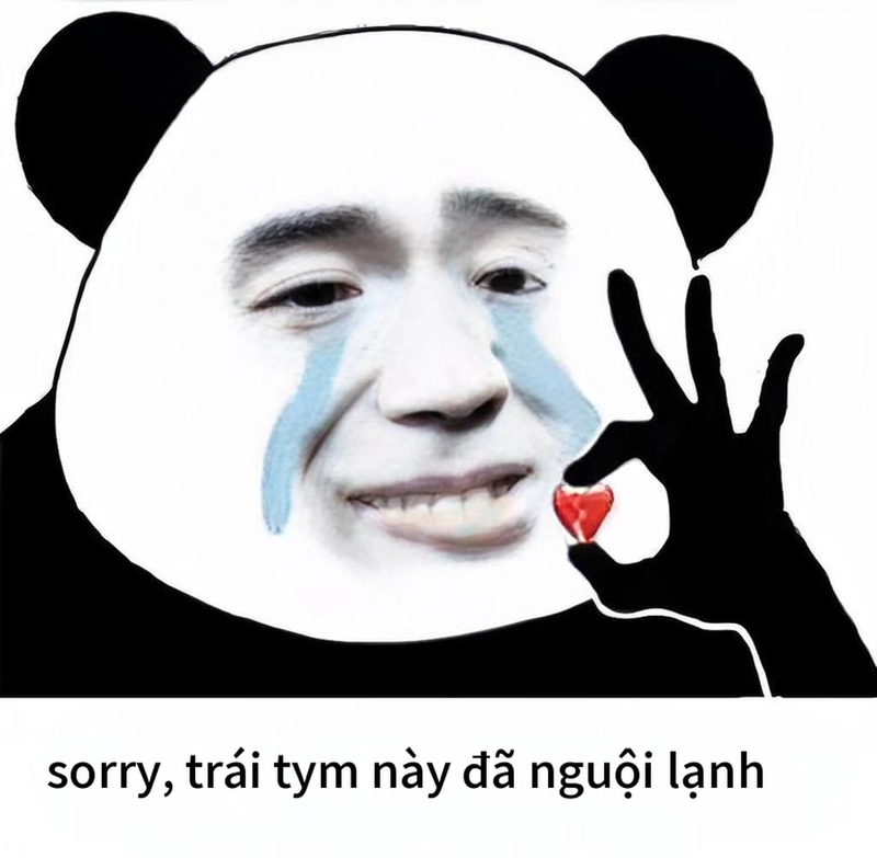 Meme xin lỗi gấu trúc hài hước