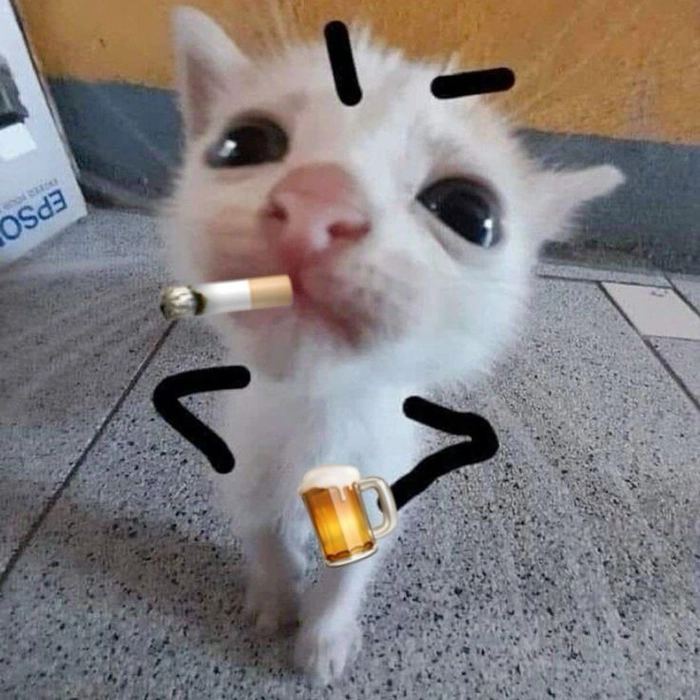 Mèo uống bia meme troll vui