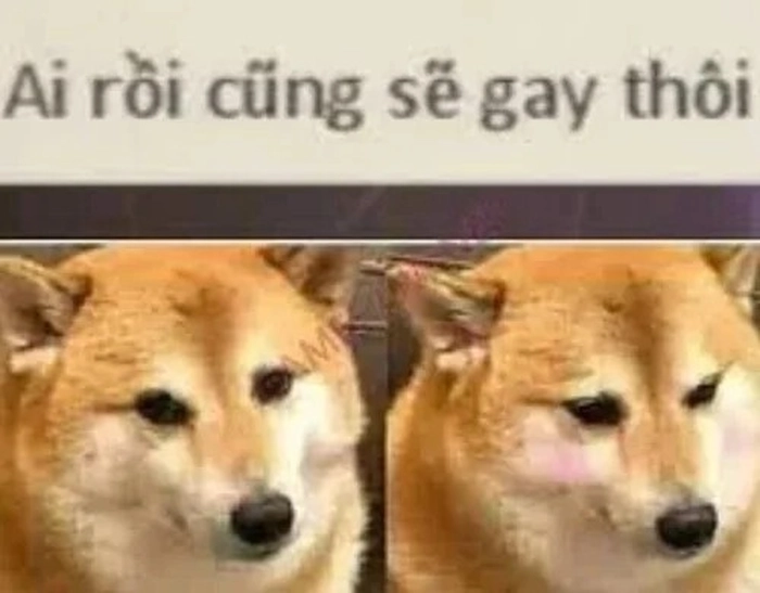 Sẽ gầy meme chế khiến cười xỉu