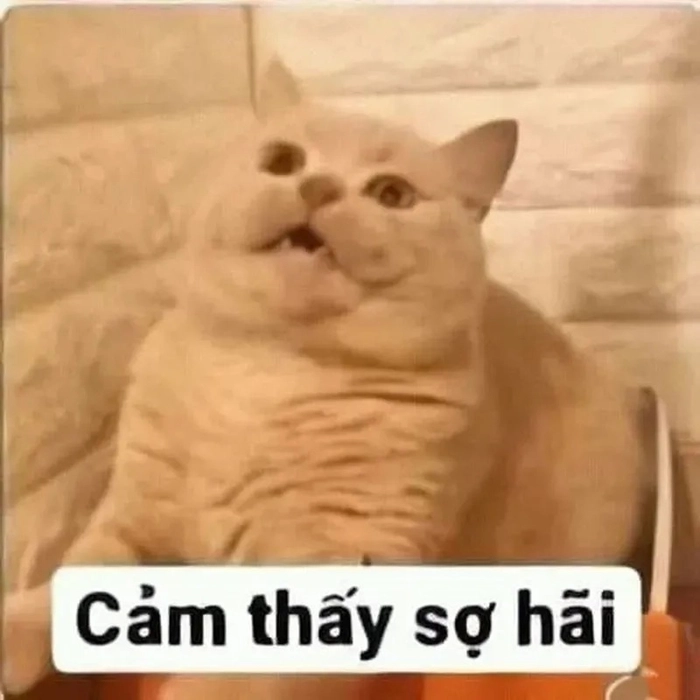 Sợ hãi các thứ meme hài troll