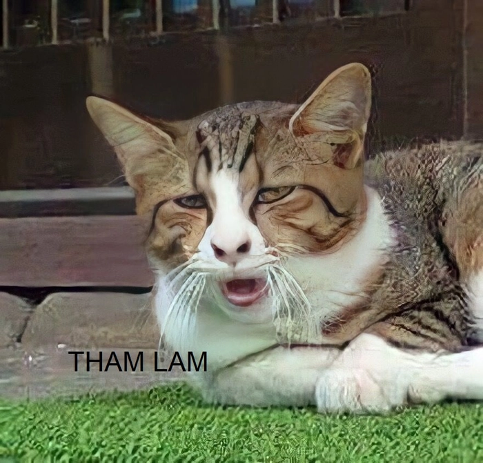Tham lam meme troll vui nhộn