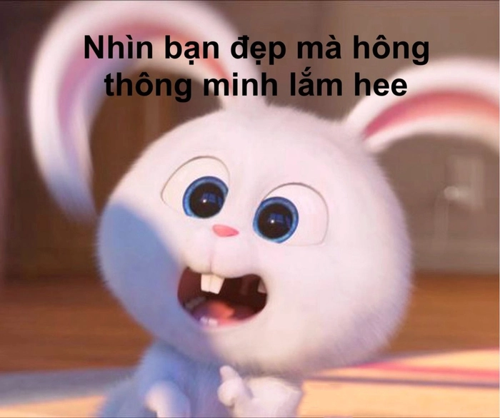 Thỏ Snowball dễ thương lém lỉnh