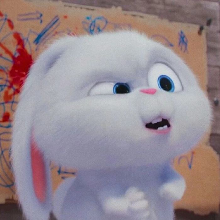 Thỏ Snowball tức giận đáng yêu