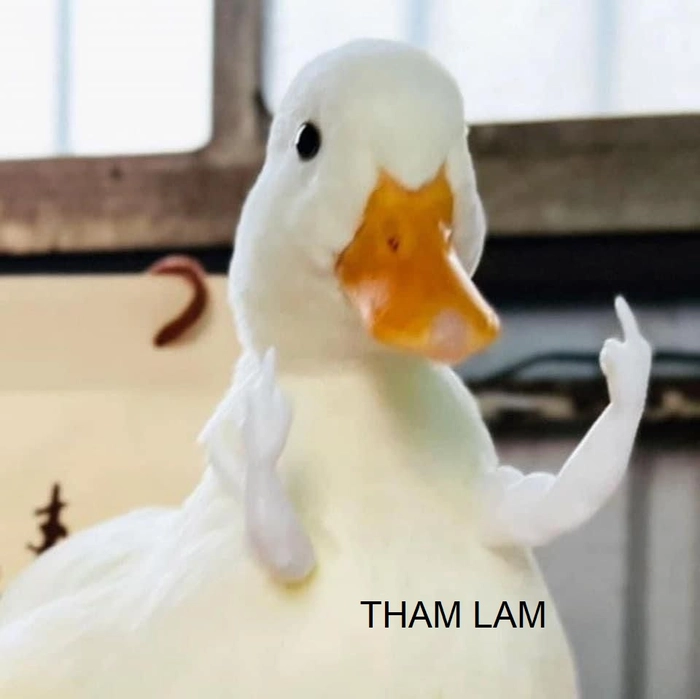 Tổng hợp ảnh meme tham lam mới