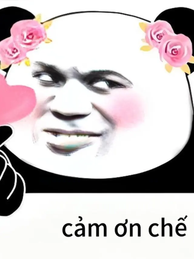 Ảnh gấu trúc cảm ơn lầy lội